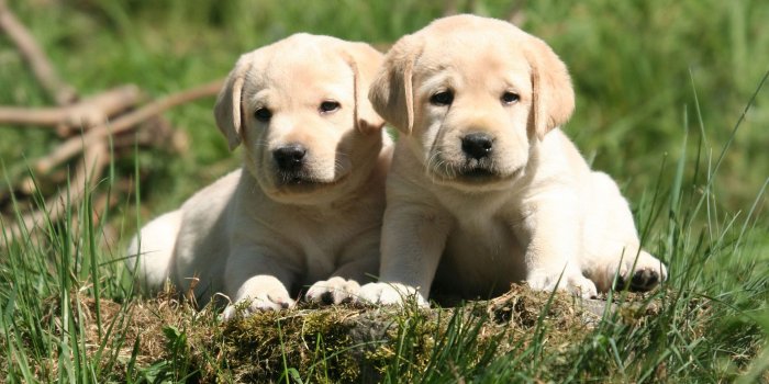 1920x1080 Black Lab Wallpaper (44+ images)