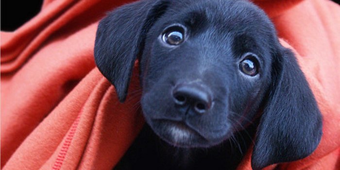 1600x1149 Cute Black Labs Puppys Screensaver With Lab Puppy Wallpaper High