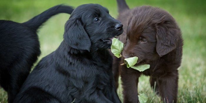 1920x1200 Download wallpapers black labrador puppy, small dogs, cute puppies