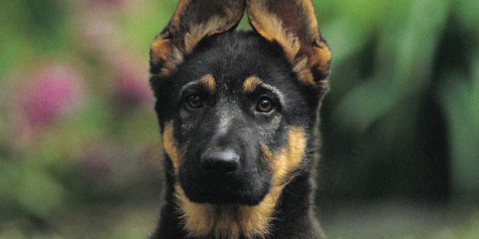 1024x768 6 More Dog and Puppy wallpapers from Pedigree | Mutt News