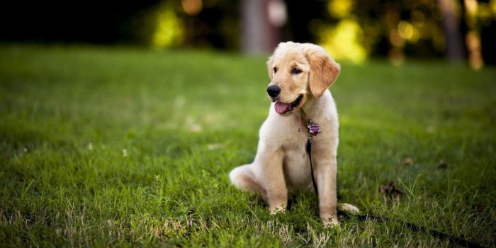 1600x900 Cute Black Lab Puppies Wallpaper 12 Fantastic HD Labrador Wallpapers