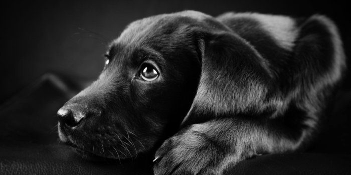 1920x1200 73+] Black Lab Puppy Wallpaper on WallpaperSafari