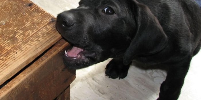 1024x768 Two Cute Black Lab Puppies – HD Wallpapers