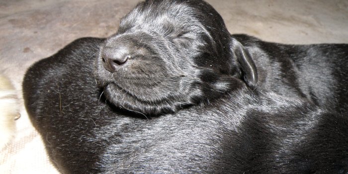 3648x2736 Wallpaper Dogs: Puppy Cute Black Labrador Wallpaper Dogs Free