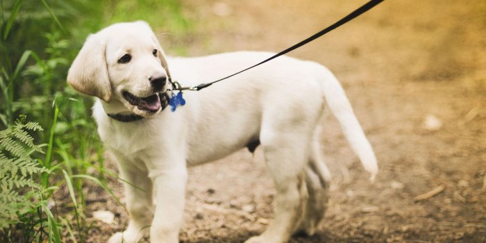 1920x1200 Labrador Retriver Dog In Field Cute Black Retriever Puppy Wallpaper