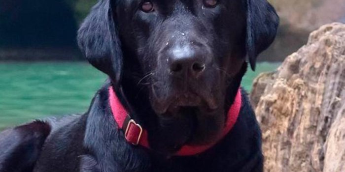 864x1656 Cute Black Labrador Puppy Retriever Wallpaper Lock for Android - APK