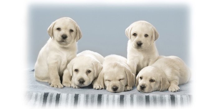 1920x1200 Cute labrador puppies wallpaper - Animal wallpapers - #25640