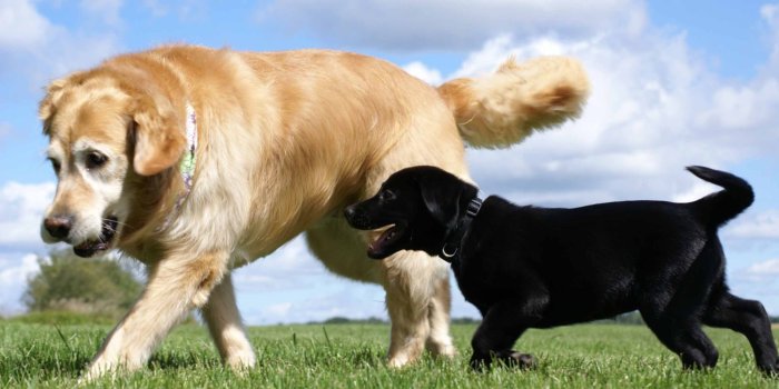 1920x1080 Golden And Labrador Retriever Mac Wallpaper Download | Free Mac