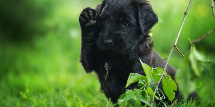2880x1800 Download wallpapers black puppy, labrador, black retriever, puppies