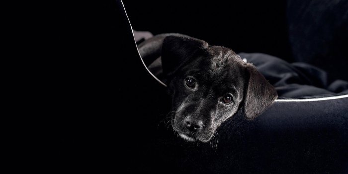 1920x1200 Cute Black Lab Wallpaper #6783910