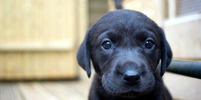 3840x2160 HD wallpaper: puppies, dog, face, animals, black, Labrador Retriever