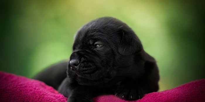 1920x1200 Cane Corso, Little Cute Dog, Pets, Little Black Puppy, - Labrador