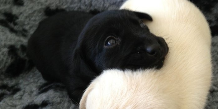 1280x760 LABRADOR PUPPIES BLACK GIRL | Coalville, Leicestershire | Pets4Homes