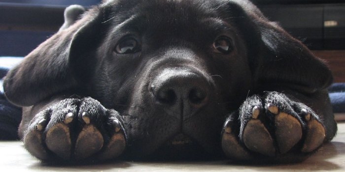 1280x960 Cute-Labrador-Puppies-Wallpaper-2 - Animal Fair