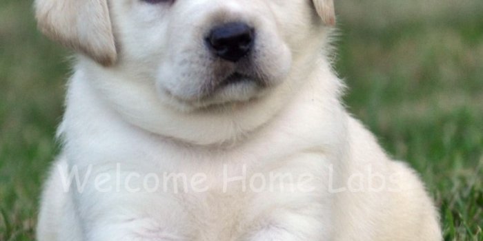 1036x1181 Lovely Labrador Retriever Puppies on Farm NO Wallpapers Of The Day