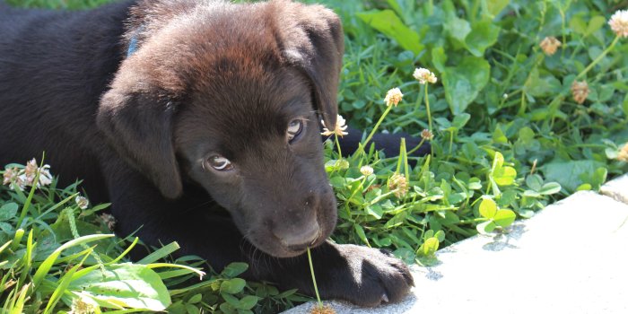 5184x3456 chocolate Labrador Retriever puppy laying on grass field during