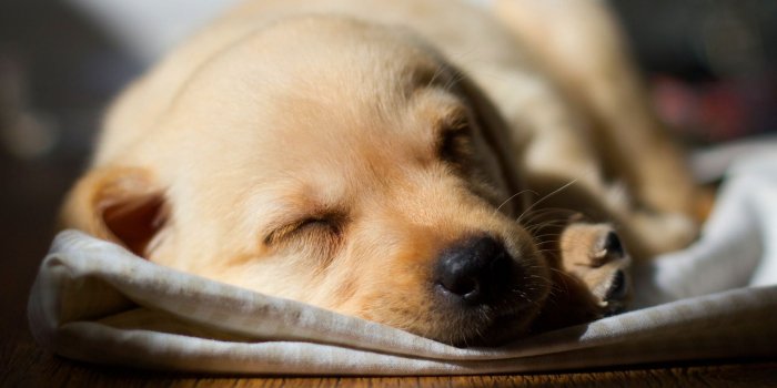 2048x1269 Animals Wallpaper: Lab Puppy Wallpapers Wide for HD Wallpaper 900