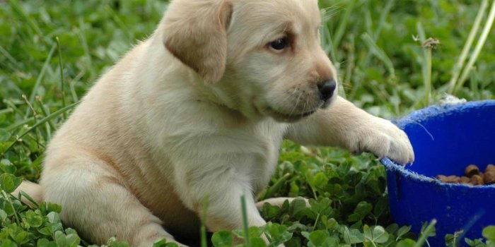 1280x1024 Black Labrador Wallpaper 1280x1024