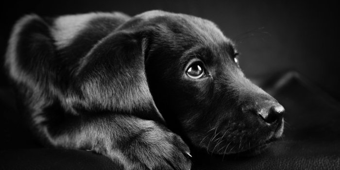 1920x1080 Labrador Retriever wallpaper - Qulari.com