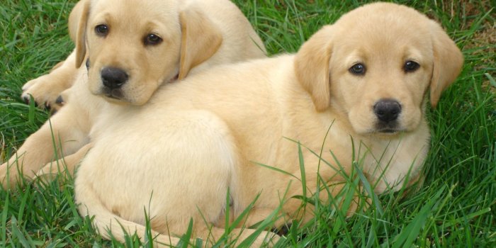 1920x1080 Labrador Wallpaper (the best 67+ images in 2018)