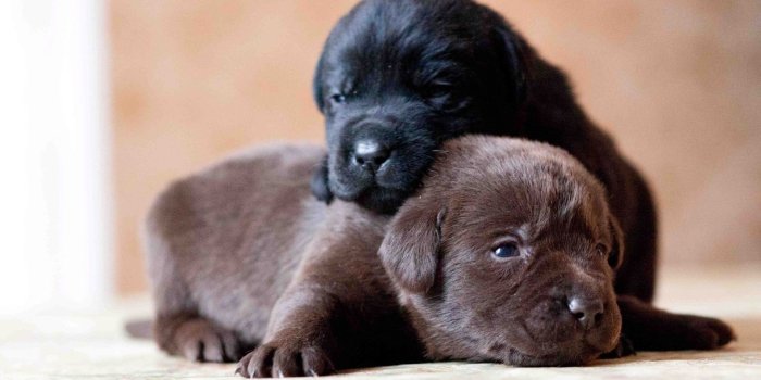 1920x1200 Download wallpapers black labrador, puppies, chocolate labrador