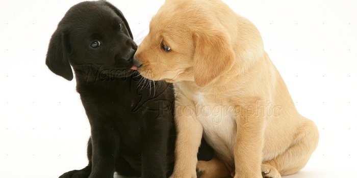 1355x967 Dogs: One black and one yellow Labrador pups photo WP14703