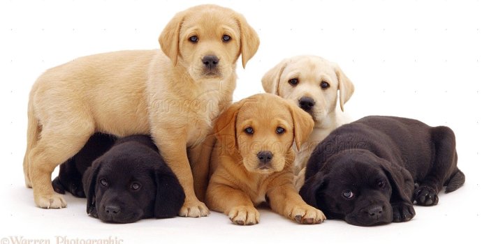 1575x832 434231 Labrador Puppies Wallpapers