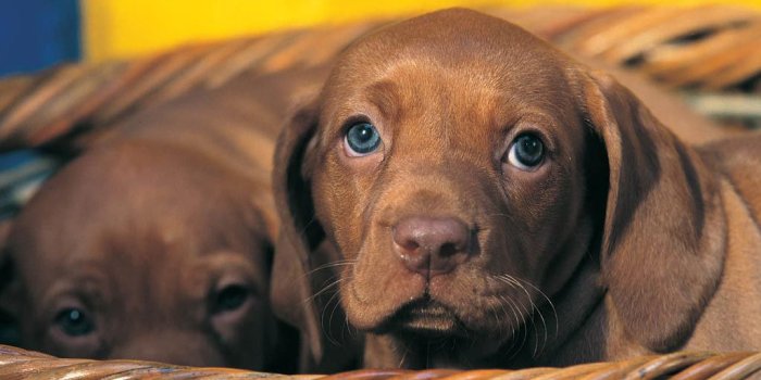 1024x768 6 More Dog and Puppy wallpapers from Pedigree | Mutt News