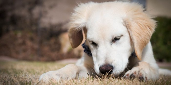 1920x1200 Black Golden Retriever Puppies HD Wallpaper, Background Images