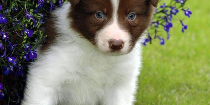 890x1207 Adorable-border-collie-puppy-dog-breed-wallpaper - Dog Breeders Guide