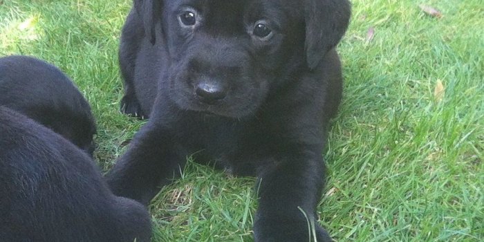 951x992 black lab puppies | Leamington Spa, Warwickshire | Pets4Homes