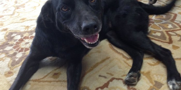 3264x2448 Best 31+ Lab Mix Wallpaper on HipWallpaper | Fall Mix Candy Corn