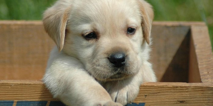 1600x1200 Cute Black Lab Puppies Wallpaperpin Labrador Animal Wallpaper X