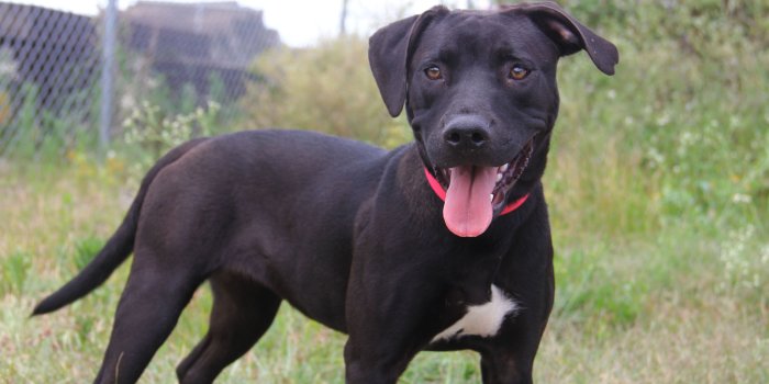 5184x3456 BLACK - Villalobos Rescue Center