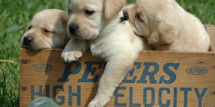 1024x768 Cute Black Lab Puppies Wallpaper