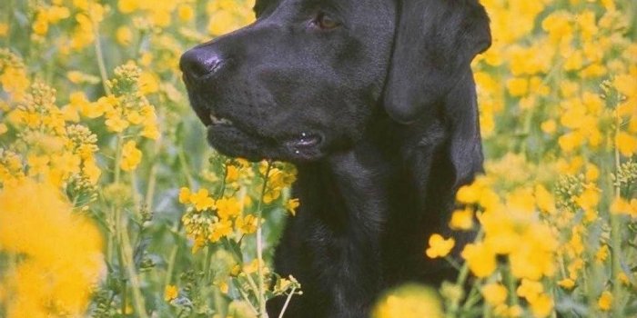 1024x768 My Free Wallpapers - Nature Wallpaper : Black Dog - Yellow Flowers