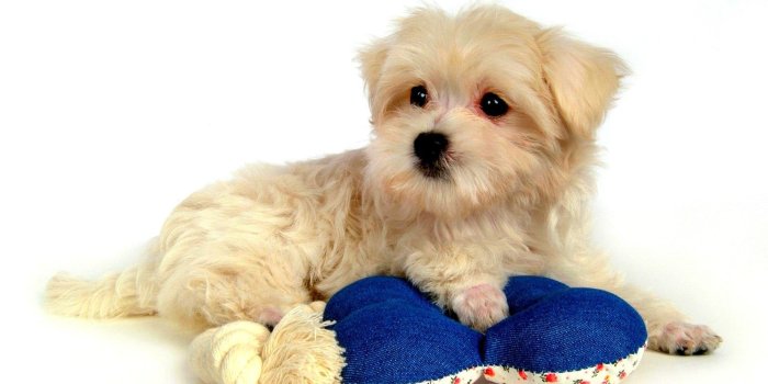1920x1080 Wool Cute Toy Puppy Nice Dogs Image ~ Dogs Wallpaper Free HD 16:9