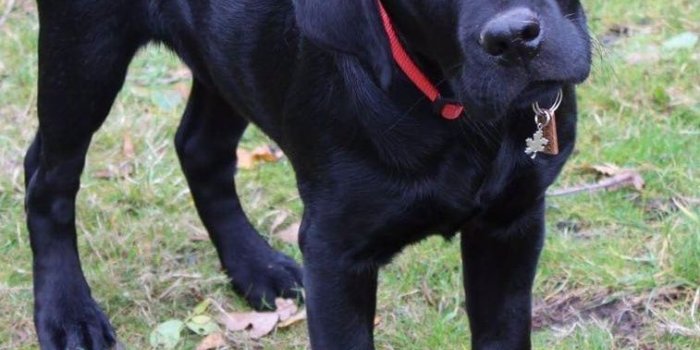 757x1060 Cute Black Lab Puppies Wallpaper