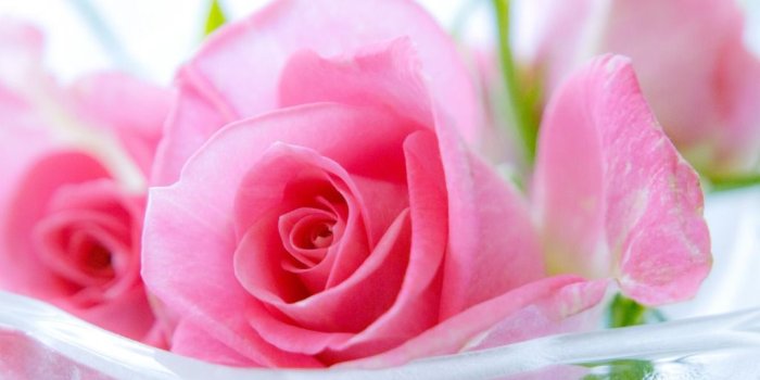 1024x768 11145 Rose Desktop Wallpapers - Cute Roses Wallpapers Hd (#848811