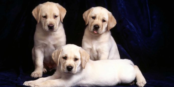2560x1600 Cute Labrador Retriever Puppies Wallpapers HD Free Download Desktop