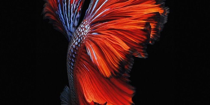 1080x1920 Gail LaFlamme on Fish & Fish Tanks in 2019 | Ios wallpapers