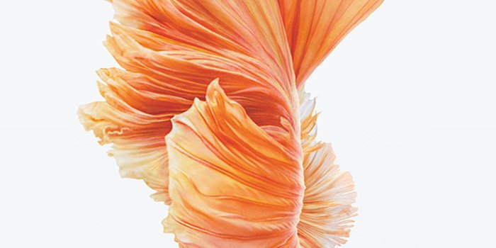 1412x2662 Download iPhone 6s/6s Plus Wallpapers