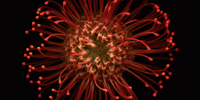 1080x1920 Abstract Reality Blossom Chrysanthemum Flower #iPhone #6 #plus