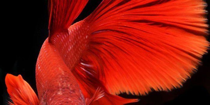 750x1334 46+] iPhone 6s Original Wallpaper on WallpaperSafari