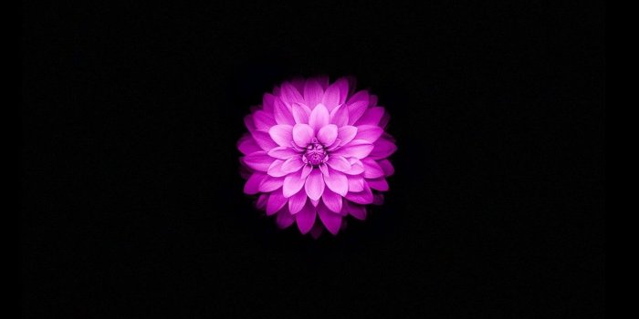 1340x750 Apple iPhone 6 and iPhone 6s Wallpaper with Purple Lotus Flower