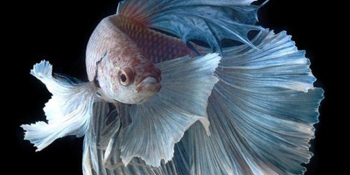 750x1334 Original iphone wallpaper hd Gallery