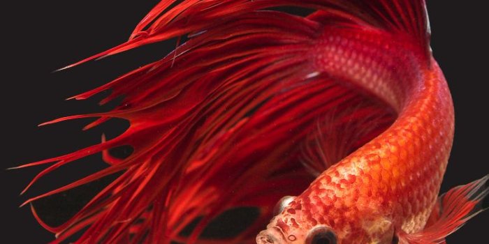 750x1334 Download Apple IPhone 6s Wallpaper With Super Red Crowntail Betta
