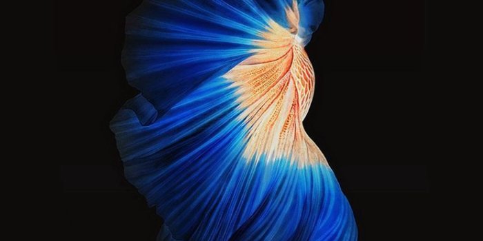 744x1392 Best Apple Iphone Wallpapers Group (68+)