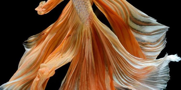 750x1334 Iphone 6s Original Wallpaper (49+), Find HD Wallpapers For Free