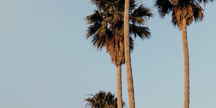 1125x2436 Palms from Santa Cruz iPhone X Wallpapers Free Download
